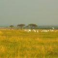 Birds in africa