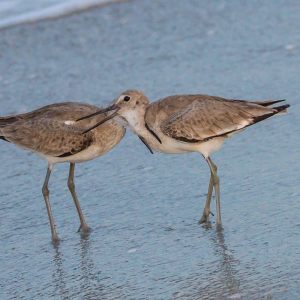 a glimps of conflict among willet at the beach,web
