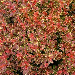 Barberry Golden Ruby™