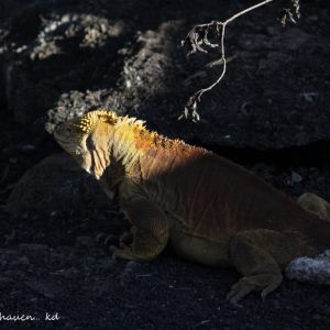 Der Galapagos-Archipel