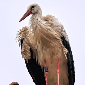 Storks