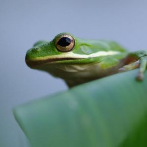 Nouvelles grenouilles 2013