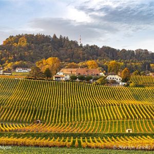 Herbstgold
