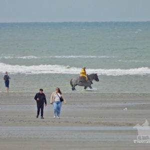 HORSEBACKFISHERMEN 592- Belgium