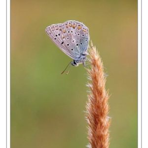 Common Blues