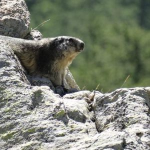 Les marmottes du Mercantour