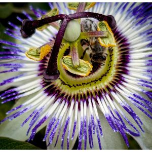 Flowers and insect (Macros)
