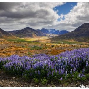 Iceland - The Westfjords