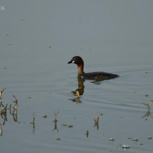 Grebes