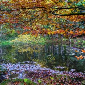 Les Vosges en automne