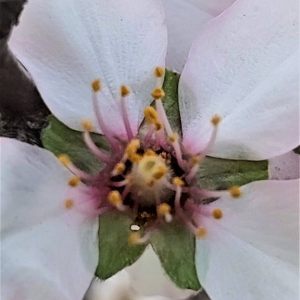 פריחת השקדיות במעינות ירושלים