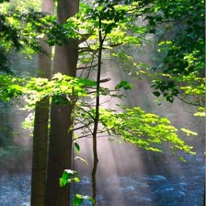 Landscapes