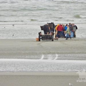 HORSEBACKFISHERMEN 597- Belgium