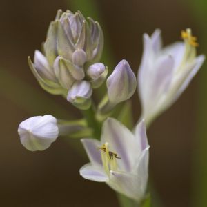 Hosta's Simple Beauty