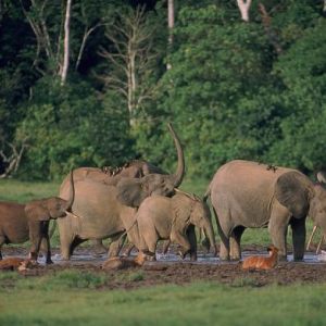 Congo Brazzaville/Parc national d'Odzala