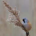 The Bearded Tit