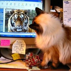 Cats and Dogs