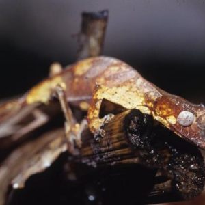 Madagascar/Reptile