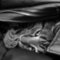 My Cats