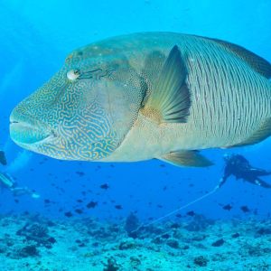 Best of Palau 2023