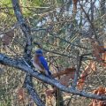 Photos taking in my yard.