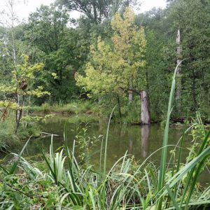 Stiftiung Insel Hombroich