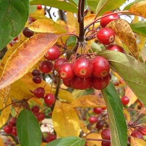 American Spirit® Crabapple