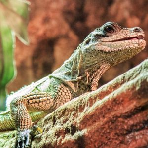 Reptiles
