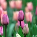 TULIP