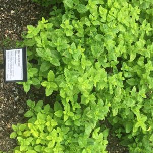 Plantenavn 