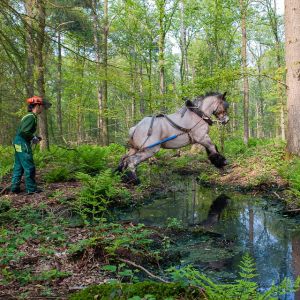 Paarden en Paardenvolk