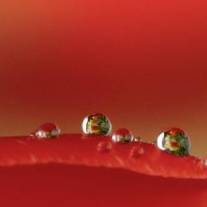 Natur in Rot