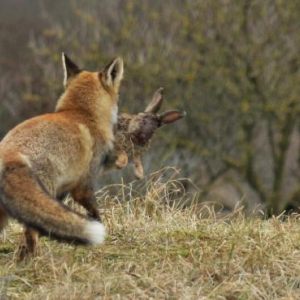 Fox eating rabbit