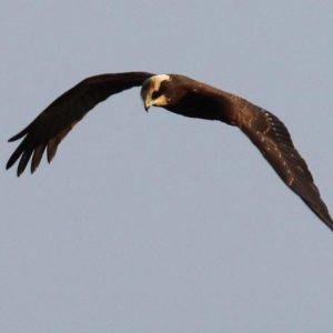 Falsterbo 2011