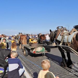 HORSEBACKFISHERMEN 598- Belgium