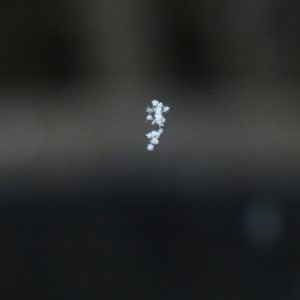 The Autumn_Snowflakes