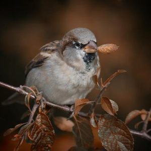 Sparrows in the Garden