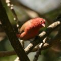 Firefinches, Waxbills, Mannikins