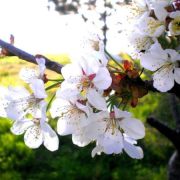 The first breath of Spring