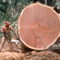 tropical logging