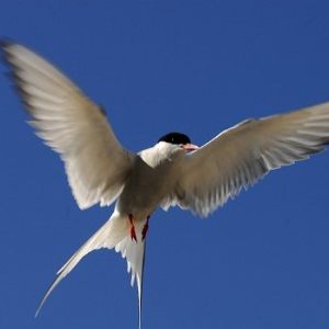 Flugakrobaten