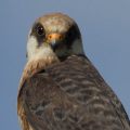 Red-footed falcons - 2010 2013
