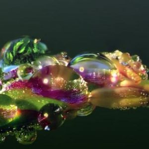 Im Gräser-Universum