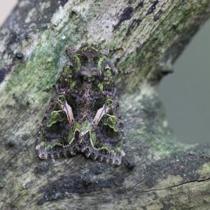 Nachtvlinders , Moths