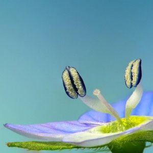 Pflanzen Universum