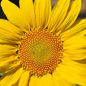 Sunflowers in my garden