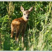 Bambi - Portraits naturels