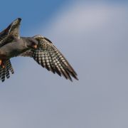 red-footed falcons 2015