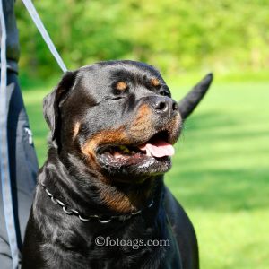 Pinsesamling 2025, lørdag - Norsk Rottweilerklubb - bruks