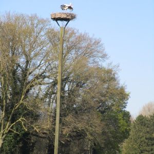 3.4.2025  ''6 Storchenhorste in Kempen und Grefrath''